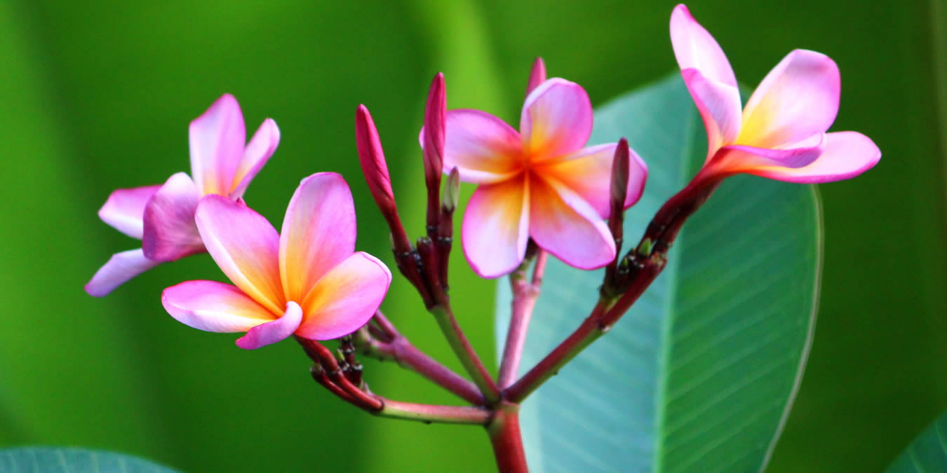 Body Stress Release Therapy