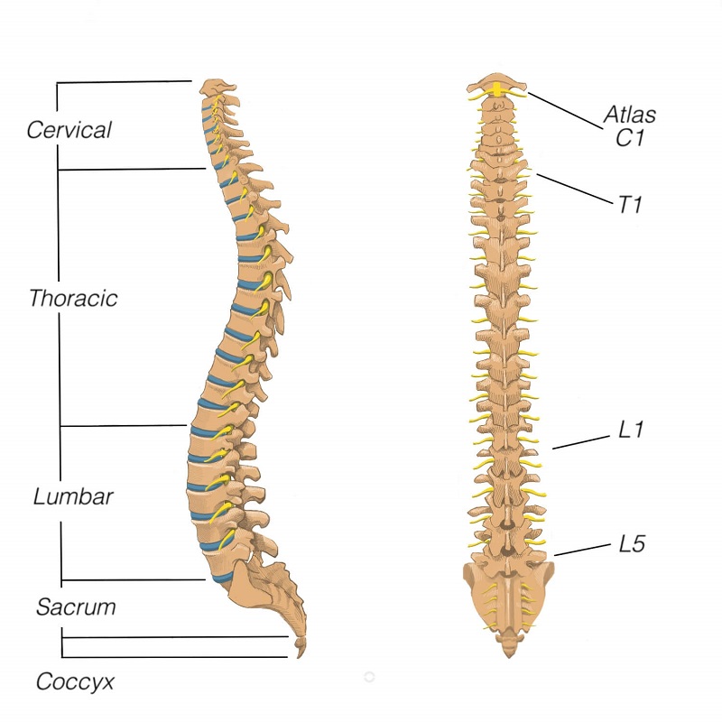 curves of the spine